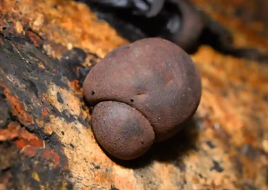 Carmel National Nature Reserve