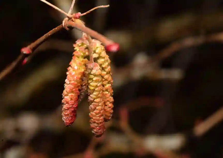Carmel National Nature Reserve