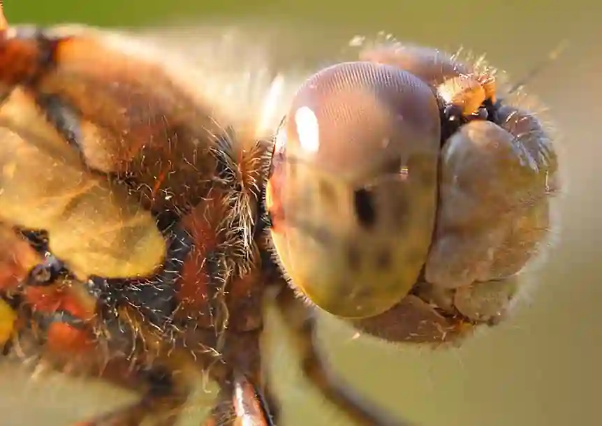 Morfa Berwig Nature Reserve