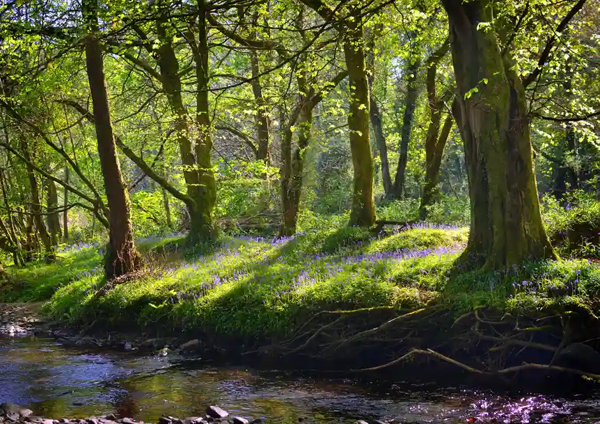 Troserch Woods, Llangennech