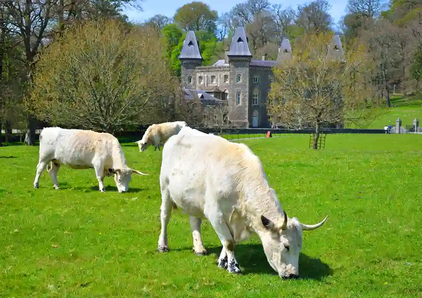 Dinefwr Park and Castle
