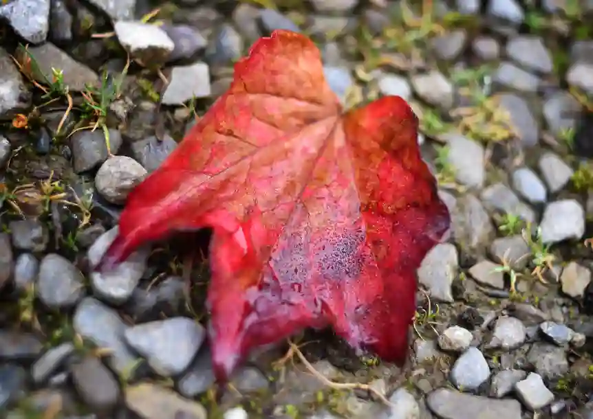 Dinefwr Park and Castle