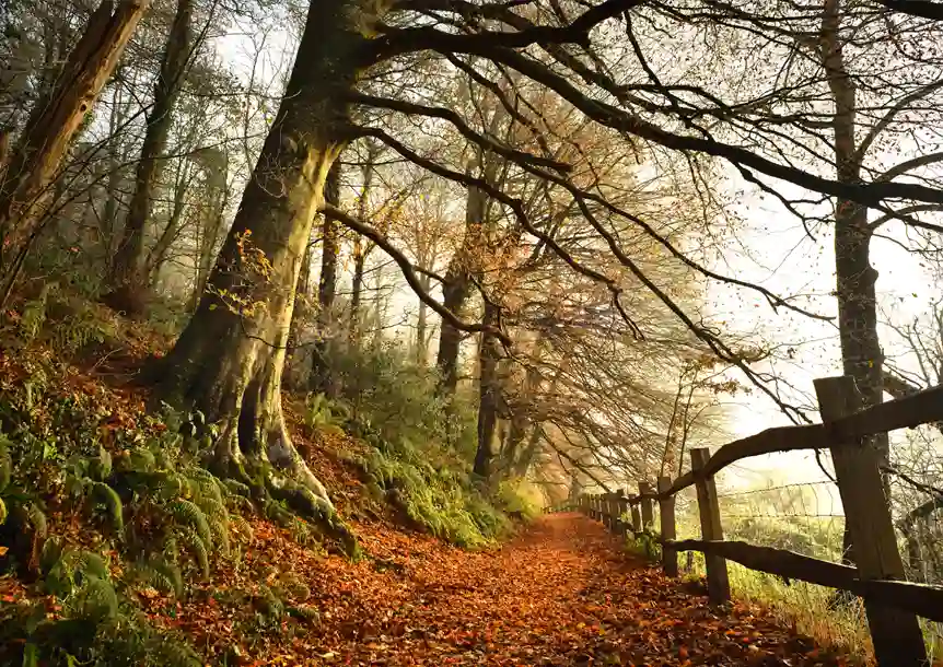 Dinefwr Park and Castle