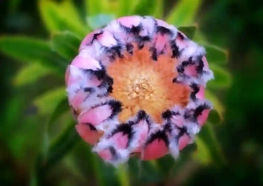 National Botanic Garden of Wales