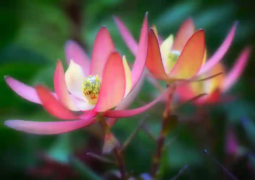 National Botanic Garden of Wales
