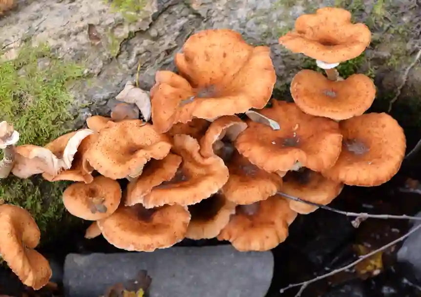 Gnoll Country Park, Neath