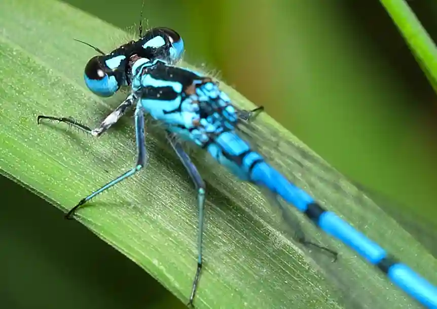 Llyn Llech Owain Country Park, Gorslas, Carmarthenshire
