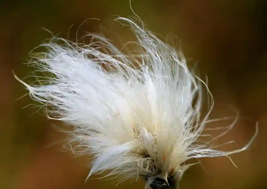Llyn Llech Owain Country Park, Gorslas, Carmarthenshire
