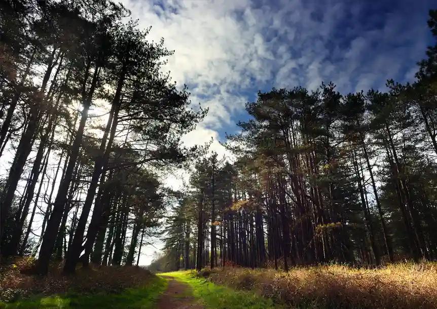 Pembrey Forest