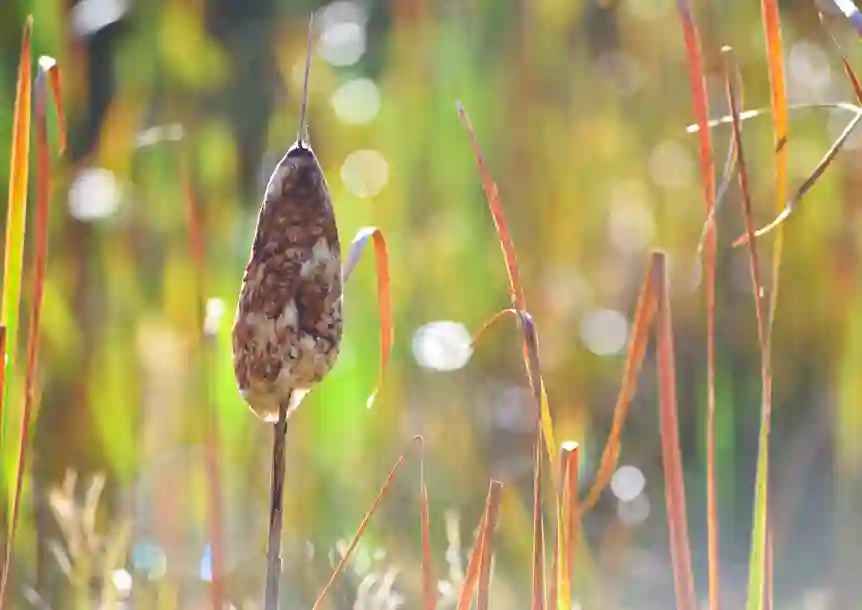 Berwick Nature Reserve