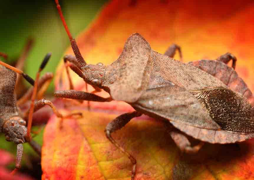 Stink Bugs (Pentatomidae)