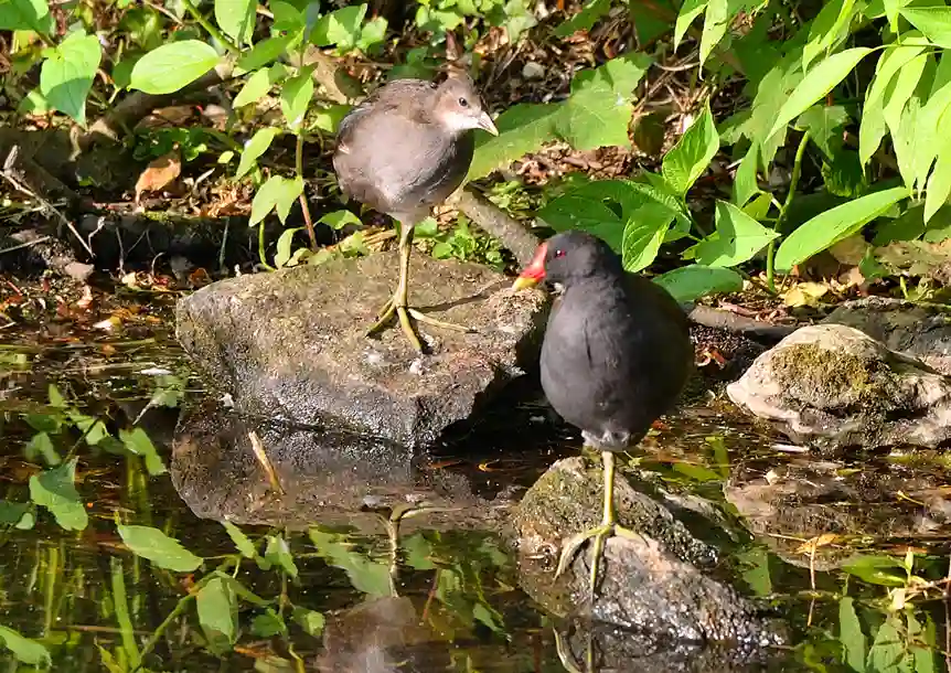 Brynmill Park, Swansea