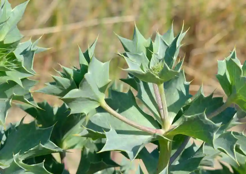 Pembrey Peninsula, Carmarthenshire