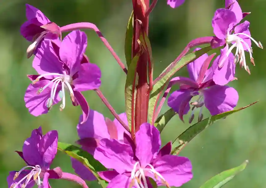 Pembrey Peninsula, Carmarthenshire