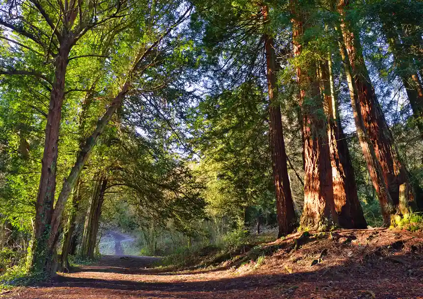 Penllergare Valley Woodland