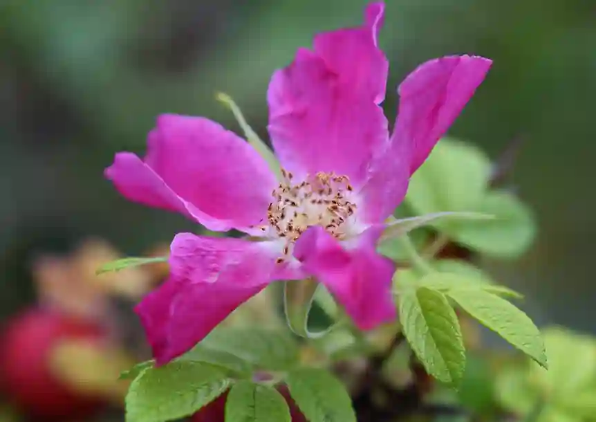 Sandy Water Park, Llanelli