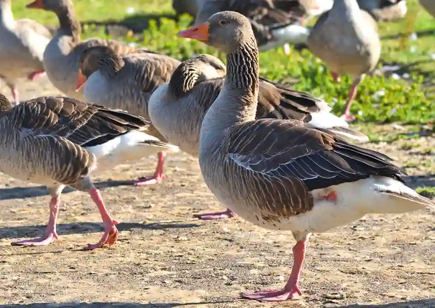 Sandy Water Park, Llanelli