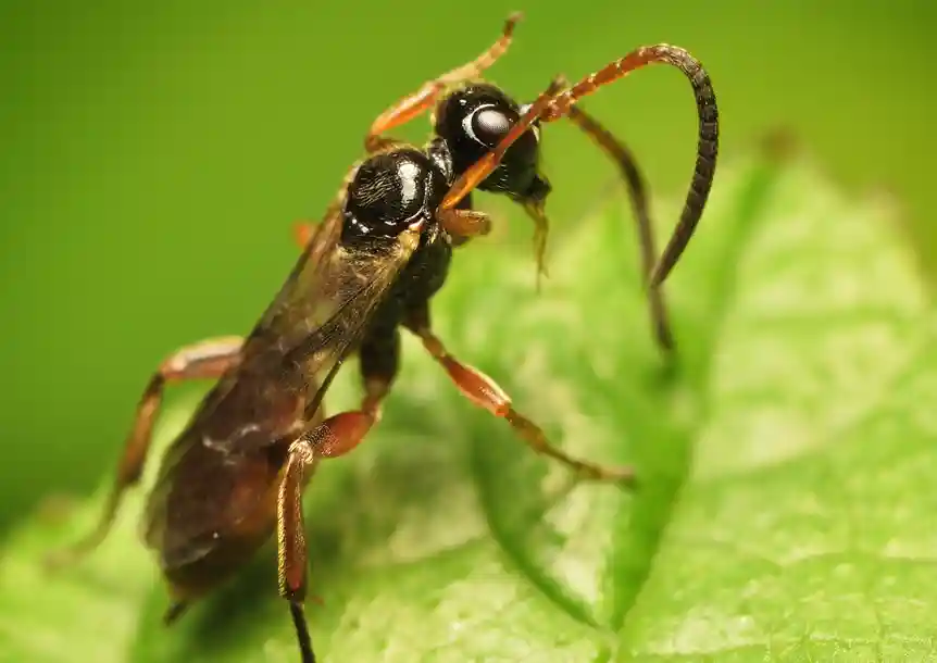 Swiss Valley, Carmarthenshire