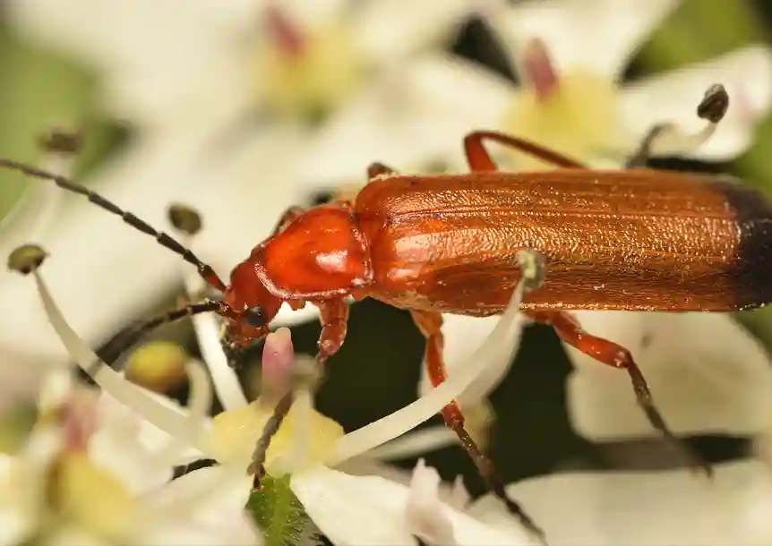 Swiss Valley, Carmarthenshire