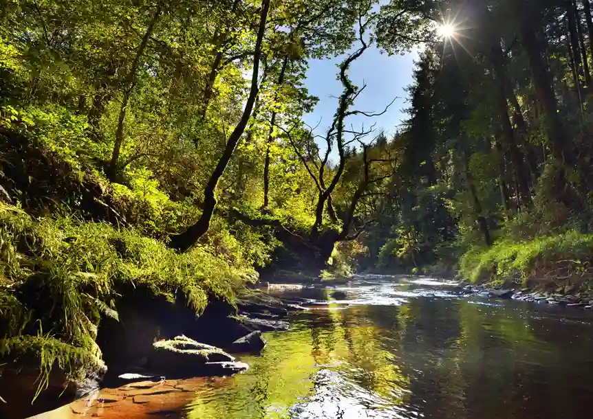 Troserch Woodland Walk, Llangennech, Carmarthenshire