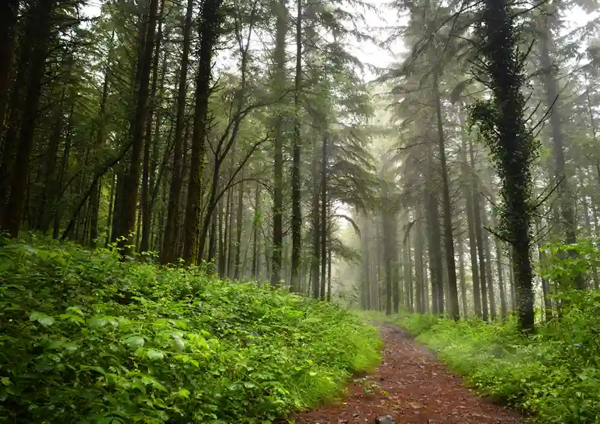 Troserch Woodland Walk, Llangennech, Carmarthenshire